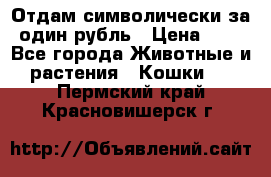 Отдам символически за один рубль › Цена ­ 1 - Все города Животные и растения » Кошки   . Пермский край,Красновишерск г.